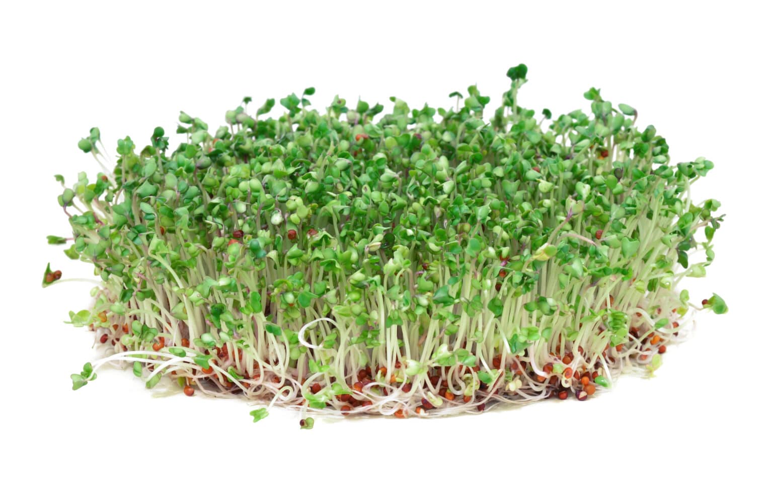 Two Sprout Outbreaks, One Season: What Federal and State Investigators Have Found So Far