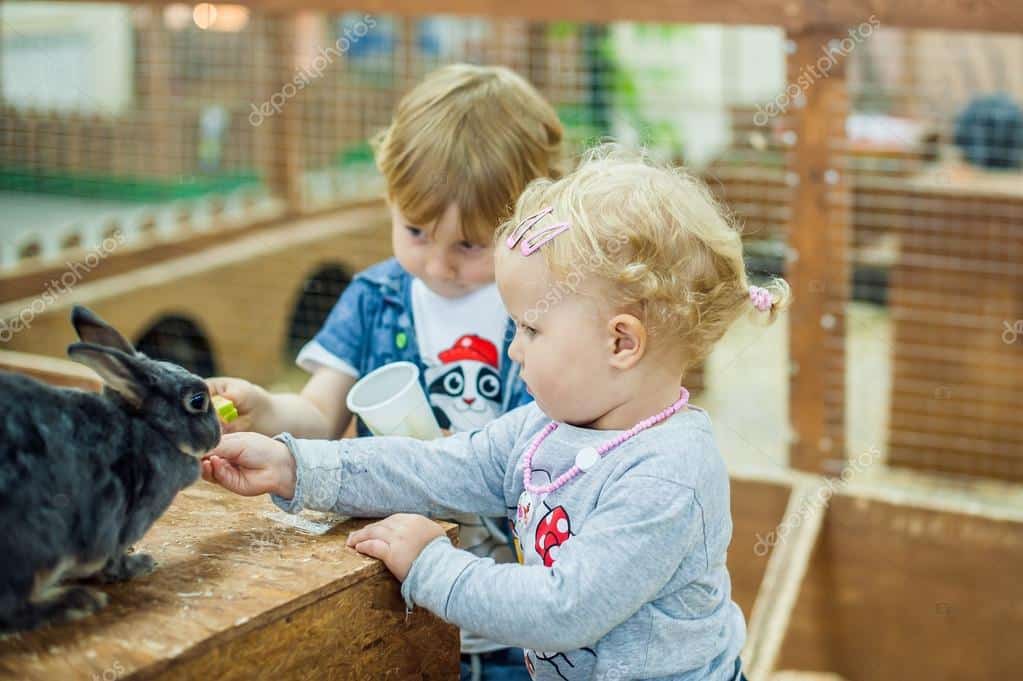 Dallas County Investigates Possible E. Coli Infections Linked to State Fair of Texas Petting Zoo Dallas County Investigates Possible E. Coli Infections Linked to State Fair of Texas Petting Zoo