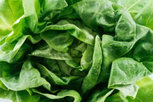 After Record Cyclosporiasis Season, Taylor Farms Suspends Central Mexico Iceberg Lettuce Indefinitely After Record Cyclosporiasis Season, Taylor Farms Suspends Central Mexico Iceberg Lettuce Indefinitely