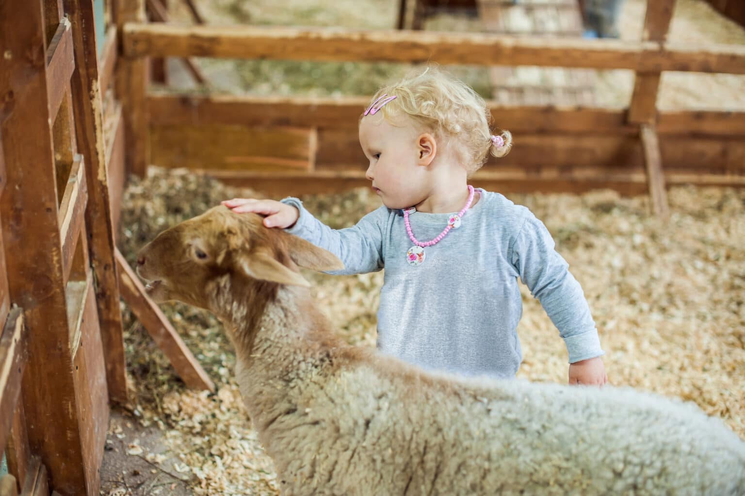 Arizona State Fair Petting Zoo Linked to 2025 E. coli Outbreak That Sickened 18, Hospitalized 11 Children Arizona State Fair Petting Zoo Linked to 2025 E. coli Outbreak That Sickened 18, Hospitalized 11 Children